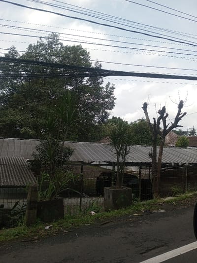 The scene, located in Chori, Nigeria, depicts an outdoor roadside environment under an overcast sky. Multiple dark electrical power lines are horizontally strung across the upper portion of the frame. A large, dense green tree with abundant foliage occupies the upper left and central background. Below this tree, a series of weathered grey corrugated metal roofs are visible, likely covering sheds or outbuildings. A dark metal fence runs horizontally in front of these structures. Within the fence line, dark, indistinct objects are partially visible. In the mid-ground, several tall, slender plants with spiky green leaves are observed growing from square concrete planters, alongside other smaller vegetation and grass. To the right of center, a bare, heavily pruned tree trunk with multiple prominent branch stubs stands. The foreground consists of a dark asphalt road, showing signs of minor wear and patches, with a partial white solid line visible on its far right edge. A narrow strip of sparse green grass and dirt with minor debris separates the road from the fence line. The lower right edge of a vehicle's tire and fender is minimally visible on the road. No individuals are present in the image.