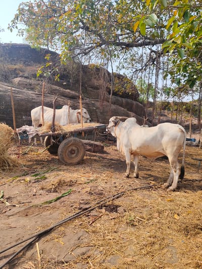 The image depicts a rural scene in Vamasamudram, India. Two large, white oxen are the primary subjects. One ox is standing next to a wooden cart with hay, possibly resting, while the other ox is loaded onto the cart. The environment appears dry, with straw scattered on the ground. There is a large rock formation or hill in the background, partially obscured by a tree with visible aerial roots. The cart has two large wheels and a wooden frame. There are two pipes in the lower area that may be for irrigation. The scene suggests agricultural activity or livestock tending.