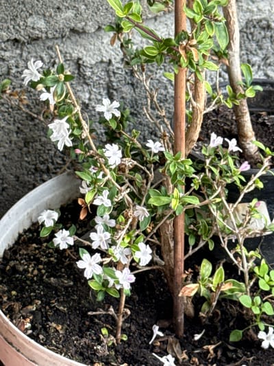 A close-up, eye-level outdoor shot shows a small potted plant with delicate white flowers and green leaves. The plant is supported by a thin wooden stake. In the background, a rough, grey, textured wall is visible, with some darker areas that might indicate shadows or a different material. The pot is a light-colored material, possibly ceramic or plastic, and it sits in dark soil. A portion of another potted plant or a dark background is visible to the right. The lighting appears natural, suggesting it is daytime. The overall impression is of a carefully tended plant in a semi-urban or garden setting. The image does not contain any information to suggest a specific location within the city of Nogir, Russia.