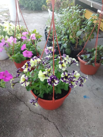 The image shows a close-up of a hanging pot filled with petunia flowers. The flowers are a mix of pale yellow with dark purple speckles and solid bright pink. They are vibrant and in bloom, with green foliage visible. The pot is made of orange plastic and is suspended by red strings. The background is blurred but suggests an outdoor setting with other plants in containers, a concrete surface, and some vegetation. The overall impression is of a garden or patio area. It is not possible to determine the specific location in the city of Свіслацкі сельскі Савет, Belarus from the image.