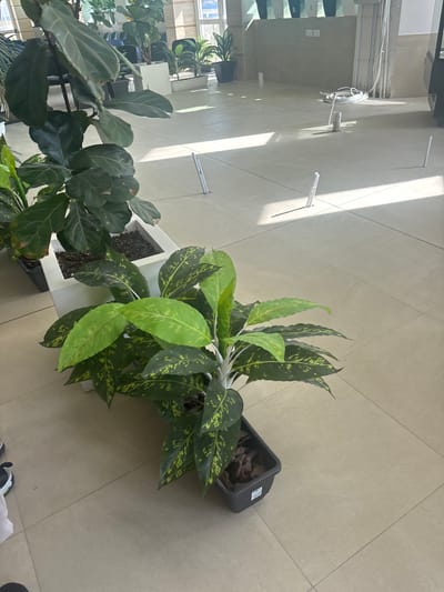 The image shows a well-lit interior space with tiled flooring. Several potted plants of different varieties are present, including a fiddle-leaf fig and Dieffenbachia (dumb cane). The Dieffenbachia are in dark grey or black plastic pots and a white pot. Light streams in from a window or opening on the left, casting shadows across the floor. The location could be an office or public space within Mellieħa, Malta, judging by the architectural style visible through the window.