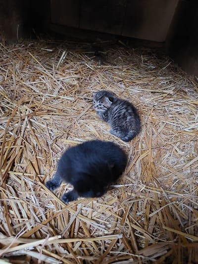 Two young kittens are captured nestled in a bed of golden-brown hay within a dimly lit, rustic wooden structure, likely a barn or shelter. The scene is viewed from above.
On the left, a tabby kitten with striking grey and brown stripes is visible, its small face turned towards the viewer, with its eyes open and alert. Its body is curled, suggesting it is resting or in a relaxed state. To the right, a second kitten, predominantly black or very dark, is partially visible. Its fluffy body appears larger and more rounded than the tabby, with its tiny paws and part of its head just discernible.
The ground is thickly covered with dry hay or straw, providing a warm and soft bed for the kittens. The texture of the hay is prominent, with many individual stalks crisscrossing the frame. Dark wooden planks form the walls or ceiling of the enclosure, creating a shadowed background on the left and top edges of the image, indicating an enclosed space.
The kittens appear calm, possibly having just woken up or preparing to rest. The lighting suggests it is daytime, with ambient light illuminating the interior. The overall atmosphere is one of peaceful solitude and warmth within the sheltered environment. The location is Mshanets, Ukraine. There is no visible text in the image.