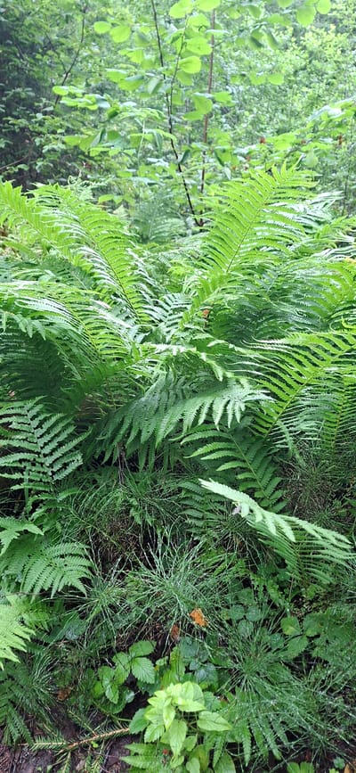 This image depicts a dense, green undergrowth of ferns and other vegetation in a forest setting. The ferns are lush and vibrant, with fronds spread out in a layered fashion. Among the ferns, there are patches of finer, grass-like plants and some broad-leafed plants closer to the ground. The overall impression is of a damp, shaded forest floor, possibly after rain, as indicated by dew or water droplets visible on some of the leaves. The background consists of more distant trees and foliage, creating a sense of depth. The scene appears to be in a natural, undeveloped area, consistent with a forest in Saula, Estonia. There are no visible people, animals, or man-made objects.