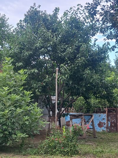 A mature deciduous tree with dark green leaves dominates the center of the frame. To the left of this tree, a fig tree with lighter green, lobed leaves is visible. Behind the fig tree, a corrugated metal fence runs horizontally. In the mid-ground, a distressed blue wall with red floral motifs is partially obscured by a wooden structure that appears to be a partially disassembled ladder or scaffolding. A rusty metal gate is attached to the right side of the blue wall. In the foreground, a dense bed of green foliage with small pink flowers is present. The sky is overcast with visible clouds. The image appears to be a scene in a garden or yard, likely in a residential area of Argun, Russia, given the architectural and environmental cues. There are no people or animals present in the image.