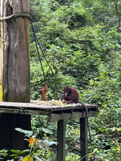 Two orangutans occupy a wooden structure amidst lush greenery. One, larger and darker in color, sits on top of the structure, appearing to eat. Below, a smaller, lighter-colored orangutan hangs onto a rope. A thick wooden beam runs horizontally across the lower part of the image, with ropes connected to the structure. Foliage surrounds the wooden platform, suggesting a jungle or forest setting.