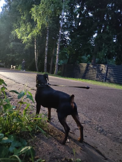 In a dimly lit outdoor scene, a black dog on a leash stands on an asphalt road, facing away from the viewer. Green foliage is visible in the foreground. In the background, a person walks another dog on a leash. Trees and a dark wooden fence line the road. The location is identified as Alabino, Russia.