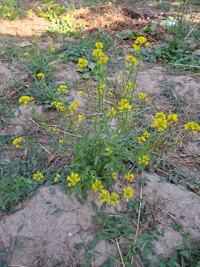 A close-up, eye-level shot captures a patch of wild mustard plants in bloom, their vibrant yellow flowers creating a striking contrast against the dry, sandy soil. The plants are green and bushy, with delicate stems supporting clusters of small, four-petaled flowers. Some of the plants have elongated seed pods, indicating they are in a later stage of their life cycle. The ground is uneven, with patches of dry grass and scattered leaves. The background is slightly blurred, suggesting a shallow depth of field, and shows more vegetation and dry earth. The lighting appears to be natural daylight, casting subtle shadows on the ground. The scene is devoid of any human presence or manufactured objects, presenting a natural, undisturbed environment. The location is identified as Sangchashma, Tajikistan.
