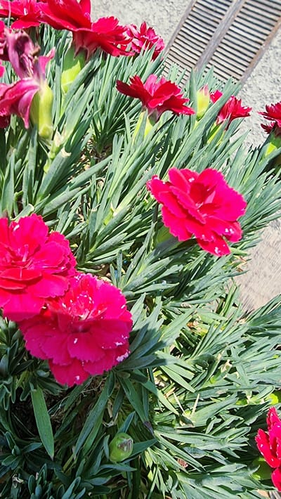 This is a close-up, vertical, eye-level, outdoor shot of bright pink dianthus flowers in La Canya, Spain. The flowers are in full bloom, with layered petals and serrated edges. They are surrounded by their characteristic narrow, dark green foliage. The background is blurred, showing a section of a wooden louvered shutter on the right and a textured wall on the left. Sunlight creates highlights on the petals and foliage, indicating a bright day. There are no people or animals visible in the image.