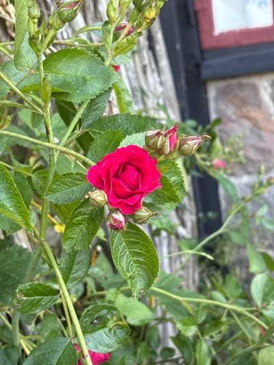 This media file is a close-up, eye-level shot of a vibrant pink rose in bloom, surrounded by its green foliage. The rose is the central subject, with its petals tightly furled in the center, suggesting it is in its prime. Several rosebuds, some with hints of pink showing, are clustered around the main bloom, indicating the plant is in its flowering season. The leaves are a deep green, with some showing signs of natural wear, such as small holes or brown spots, which is typical for outdoor plants. The stems are thin and covered with small thorns.
The background is softly blurred, hinting at a natural outdoor setting. In the upper left corner, a portion of a building's facade is visible, characterized by rough-textured grey stonework and a section of what appears to be a window frame painted dark grey, with a red border. The texture of the stonework and the muted colors of the building suggest it might be an older structure. A wooden surface, possibly a deck or fence, is also visible in the lower part of the image, contributing to the outdoor ambiance.
The lighting suggests it is daytime, with soft, natural light illuminating the rose, creating subtle shadows that highlight the flower's texture. There is no indication of specific weather conditions, but the overall clarity and color saturation imply good lighting. The scene evokes a sense of natural beauty and tranquility. No people are visible, and no text is present in the image. The context provided places this scene in Kongens Lyngby, Denmark.