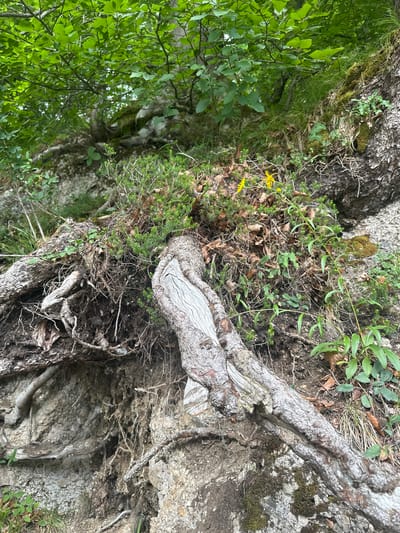 The media file captures a close-up view of exposed tree roots and surrounding undergrowth in a natural setting. The subjects are the gnarled, weathered roots of a large tree, intertwined with soil, rocks, and various green plants. Some of the roots are thick and woody, while others are finer and more delicate. There are also small green plants with thin stems and leaves, as well as patches of moss growing on the rocks. A few dry leaves are scattered on the ground. Two small yellow flowers with multiple petals are visible among the greenery. The overall scene appears to be a forest floor or a steep, rocky incline where the soil has eroded, revealing the root system.
There is no apparent activity or event taking place, as the image focuses on a static natural scene.
Notable details include the textures of the bark, rock, and soil, suggesting an outdoor, possibly damp environment. The lighting appears natural, indicative of daytime, with no strong shadows that would suggest a specific time of day. The presence of moss and vibrant green foliage hints at a temperate climate, possibly a forest or wooded area. The location cues are limited to the general description of a natural environment with trees and rocky terrain, consistent with the provided location context of Kufstein, Austria. No emotions are conveyed as there are no people or animals present.
There is no visible text in the media file.
