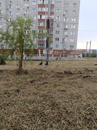 In Gubkin, Russia, a courtyard area is depicted with a multi-story apartment building as the backdrop. The building features light-colored brickwork and numerous windows. In the foreground, dry, matted grass covers the ground. Several park benches are visible, some with wooden slats and concrete supports. Two crows are positioned on the grass near the center of the frame. A small, leafy tree stands to the left, supported by a stake. A utility pole is also present. In the distance, other buildings and a playground structure can be seen. The sky is overcast.