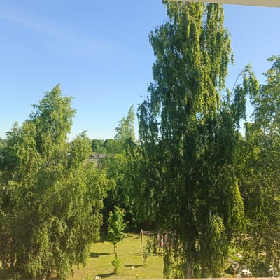The image depicts an outdoor scene under a clear, bright blue sky, suggesting a sunny day. The foreground is dominated by lush green trees, likely birch, with their characteristic white bark visible in places. The foliage is dense and vibrant, casting dappled shadows on the grassy ground below.
In the middle ground, a small, manicured lawn is visible with a few scattered white objects that could be markers or small decorations. A young tree stands prominently in the center of the lawn, with reddish-orange blossoms or fruit at its top. Behind the young tree, a wooden structure resembling a clothes drying rack or a rudimentary swing set is present. To the right of this structure, a glimpse of what appears to be a roof with a weathered, gray material is visible, suggesting the presence of buildings or houses in the background, consistent with a rural or suburban setting. The overall impression is one of a peaceful, natural environment bathed in sunlight, likely during the daytime in a season with warm weather. The specific details like the trees and the style of the roof might hint at a location in Russia, as suggested by the context. There is no visible text in the image.