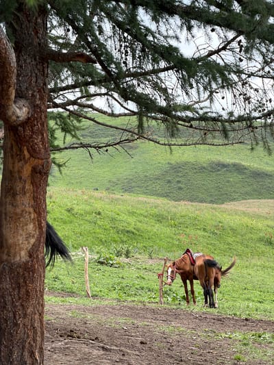 The image shows two horses standing in a grassy field. One horse is a light brown color and has a red saddle. The other horse is a darker brown color and is standing behind the first horse. The horses are facing to the right of the frame. In the foreground, there are trees and branches. The background is a green, rolling hill. The sky is overcast. The image appears to be taken during the daytime. There is no visible text in the image. The location is Kaindy, Kyrgyzstan.