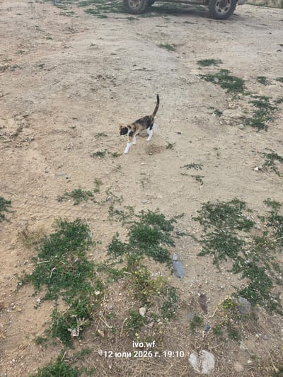 A tortoiseshell cat with white paws and chest walks across a dirt ground. The cat is in the center of the frame. The ground is uneven and covered with small stones, dry grass, and patches of green weeds. In the upper background, a portion of a vehicle's tire and body is visible. The lower right corner of the image contains a watermark with text: "ivo.wf 12 юли 2026 г. 19:10". The scene appears to be outdoors in a rural or undeveloped area.