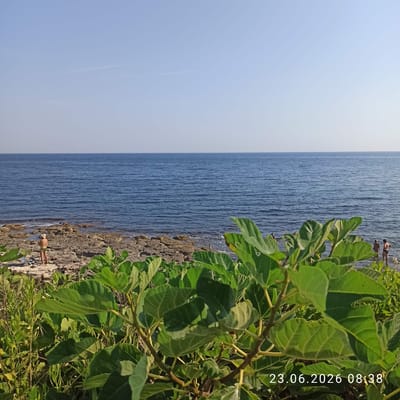 A wide shot captures a clear blue sky over a calm blue sea, viewed from a rocky shoreline covered in green foliage. In the middle ground, a person wearing a straw hat and green swim trunks stands on the rocks, facing away from the camera towards the sea. Further to the right, near the water's edge, two more people are visible, wading in the shallow sea. The foreground is dominated by large, green leaves of a plant, possibly a fig tree, with branches and smaller plants filling the bottom of the frame. A timestamp in the bottom right corner reads "23.06.2026 08:38". The image is consistent with a coastal scene in Molfetta, Italy, characterized by its rocky coastline and Mediterranean vegetation.