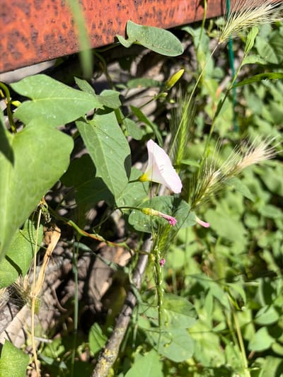 The image shows a close-up view of a pink bindweed flower, partially bloomed, with a yellow center. The flower is surrounded by green leaves and stalks of grass. A rusted metal object is visible in the upper left corner. The scene appears to be an outdoor setting, possibly a garden or a natural area, with dappled sunlight illuminating the plants. The image is taken from a slightly elevated angle, looking down on the flower. The background is filled with greenery, suggesting a lush environment. There are no people or animals visible in the image, and no specific location in the city of Krugloye, Russia, can be determined from the visual information provided.