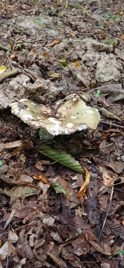 This is a top-down, eye-level, wide shot of a single, damaged mushroom on a forest floor. The mushroom is light tan with white flecks and has a ruffled edge. It is surrounded by fallen leaves and dirt. To the left of the mushroom is a rocky, uneven patch of ground. To the right, the forest floor is covered in dry, brown leaves, some twigs, and a few green leaves. The lighting appears to be natural, suggesting daytime, and the weather seems to be dry. The scene is set in a natural outdoor environment, likely a forest in Lisovi Hrynivtsi, Ukraine, based on the provided location context. There is no visible text in the image. The focus is on the mushroom, which appears to be the sole subject of interest in this otherwise natural, albeit slightly unkempt, woodland setting. The damaged state of the mushroom suggests it may have been there for some time, or possibly disturbed.
