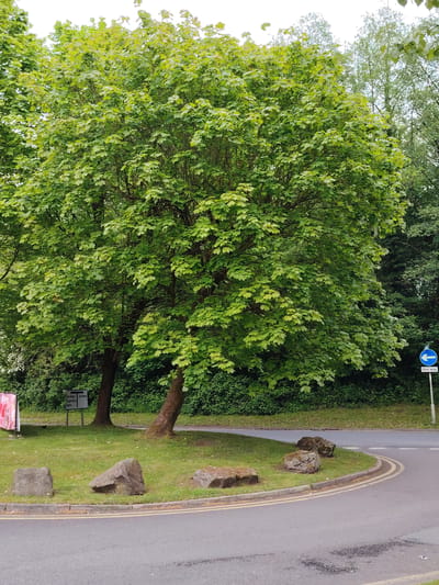 The image shows a grassy traffic island in a road in West Lancashire, United Kingdom. The island is edged by a concrete curb and double yellow lines. Five large rocks are placed on the grassy area. Two trees, with dense green foliage, grow from the island. A road sign with a blue arrow pointing left and the words "One Way" is visible. Another road sign on the island points toward Northway Superstore and Southway Baths. Beyond the island is greenery and other trees. The road surface is asphalt.