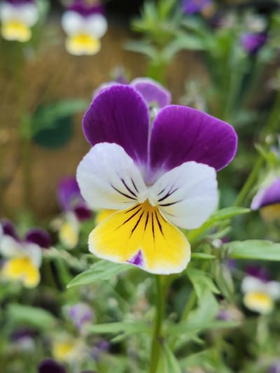 A close-up, eye-level, full shot captures a single, vibrant pansy flower as the central subject. The pansy displays a striking tri-color pattern: deep purple petals form the top two segments, transitioning to white in the middle and culminating in a bright yellow lower segment. Delicate black lines radiate from the center of the white and yellow petals. The flower is surrounded by a blur of green foliage and other out-of-focus pansies in various colors, including purple, yellow, and white, creating a soft bokeh effect. The background is a muted blend of greens and browns, suggesting a garden setting. The lighting is natural and diffused, highlighting the intricate details of the main flower. The image does not depict any people or discernible landmarks, and therefore cannot be specifically placed within the city of Венюково, Russia, or any other specific location.