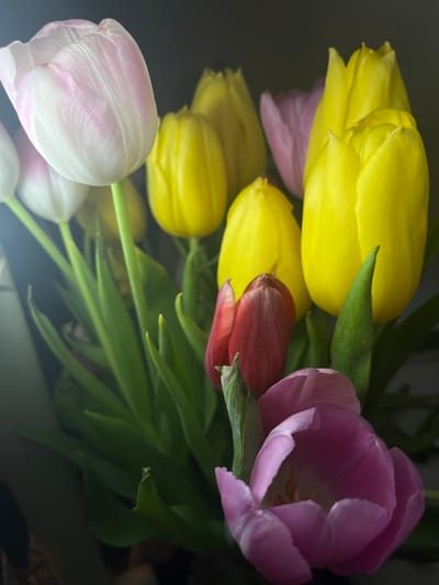 A close-up, high-angle view captures a bouquet of multi-colored tulips against a dark, featureless background. The arrangement features several prominent yellow tulips, some tightly closed and others partially opened, clustered towards the center and right. A single white tulip with pink streaks is prominently positioned in the upper left, showing detailed petal texture. Other tulips are visible, including a deep red bud on the lower-middle left and a fully open, vibrant purple tulip with visible stamens in the lower right foreground. Green stems and broad leaves are visible throughout the bouquet, supporting the blossoms. Soft, diffuse light illuminates the flowers from the upper left, casting a subtle lens flare effect. The scene depicts a still life of cut flowers, likely indoors, in Tullamore, Ireland.