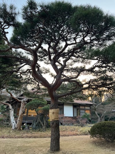 The image captures a serene, traditional Japanese garden scene, likely in Bunkyō, Japan. The dominant subject is a majestic, old pine tree positioned prominently in the foreground and center, its gnarled, dark brown branches sprawling across the frame. The tree has dense, dark green needles, particularly visible on the left side of the canopy. Around the base of its trunk, a section is wrapped with a traditional straw protective covering, known as *komomaki*, used in winter to protect trees from pests or cold.

In the mid-ground, a traditional Japanese house with a tiled roof is visible, partially obscured by the tree and other garden elements. It features multiple windows, some with wooden frames, and a section with a white or light-colored screen or shutter. The architecture suggests a residential or temple-like building.

The garden floor is covered with light brown, dry grass, indicating perhaps late autumn or winter. Several other trees and shrubs, some with bare branches and others with evergreen foliage, are scattered throughout the garden, contributing to the carefully cultivated aesthetic. The sky above is bright, suggesting either an overcast day or early morning/late afternoon lighting, with soft, diffused light illuminating the scene. The overall impression is one of tranquility and meticulous horticultural care. There is no visible activity or text.