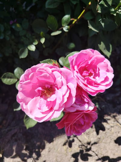 A close-up, high-angle shot shows a cluster of three bright pink roses in full bloom, with a smaller rosebud nestled among them. The roses are positioned in the foreground, with a dark green, leafy background. The ground beneath the roses appears to be a mix of dry soil and some sparse, dry grass, with shadows of leaves cast across it. The overall impression is of a natural, outdoor setting, likely a garden. The location is specified as Акцябрскі сельскі Савет, Belarus, suggesting this is a domestic or public garden within that administrative region. There are no people or animals visible in the image.