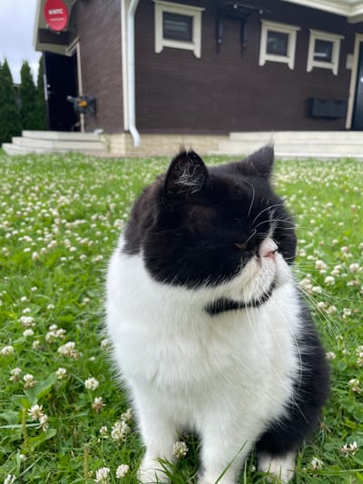 In Solov'evka, Russia, a black and white cat sits on a grassy lawn dotted with white clover flowers. The cat, facing right, has its eyes partially closed. Behind the cat, a dark brown house with white-trimmed windows and a white gutter system is visible. To the left of the house, a red satellite dish with white lettering is mounted. A white staircase leads up to a dark doorway. Cypress trees are visible behind the house on the left. The sky appears overcast.