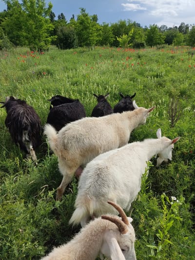 In a grassy field dotted with red poppies and green trees under a cloudy sky, a herd of goats grazes in Mar'yanivka, Ukraine. Several goats, including black and white ones, are visible in the frame. The goats are eating grass and appear to be in good condition. The field is lush and green, and the poppies add a vibrant splash of color to the scene. The sky is partly cloudy, with some patches of blue visible.