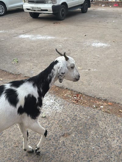 In Thirumanancheri, India, a black and white spotted goat stands on a paved road. The goat is facing right, with its head turned slightly toward the viewer. Its fur is short and coarse, and it has small, curved horns. The road surface is a rough, asphalt material with visible stones and debris. In the background, a white car with a license plate that reads "TN 01 Y 1926" is parked. Some scattered litter and dry leaves are visible on the side of the road. The lighting suggests it is daytime.