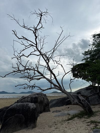 The image depicts a beach scene in Ban Bang Khao, Thailand, characterized by a cloudy sky and a stark, leafless tree dominating the foreground. The tree's branches spread out like an intricate silhouette against the overcast sky. Large, dark rocks are scattered on the sandy beach, with the tree leaning towards the ground, its weathered trunk exposed. In the background, the calm sea stretches towards a hazy horizon, with distant islands or landmasses visible. To the right, a dense green tree provides a contrast in color and form to the barren tree. The overall atmosphere is somber and serene, with the natural elements of sand, rocks, sea, and sky creating a tranquil, albeit slightly melancholic, landscape. There are no people or animals visible in the scene.