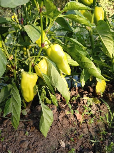This media file is a close-up, eye-level shot of a pepper plant growing in soil. The scene is set outdoors, likely in a garden or field, with the ground covered in dark brown soil and small green plants. The pepper plant itself is lush and green, with large, vibrant leaves. Several unripe green bell peppers are visible, hanging from the branches. The peppers are smooth-skinned and have a slightly elongated, bulbous shape. The plant's stems are thick and have reddish-purple tinges. Sunlight filters through the leaves, casting shadows and creating a dappled effect on the ground and peppers, suggesting it is daytime. The overall impression is one of growth and abundance in a natural, agricultural setting. No people are visible, nor is any text present in the image. The location context provided is Buyrak, Uzbekistan.