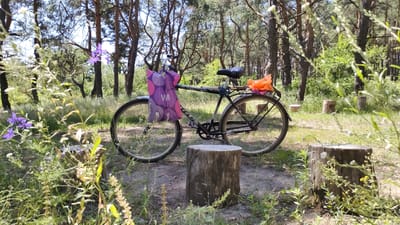 This media file depicts a still life scene in a wooded area. The primary subject is a bicycle, leaning against unseen support, with two shopping bags attached. One bag, a purple reusable tote with a "WB" logo, hangs from the handlebars. An orange plastic bag is affixed to the rear of the bicycle. The bicycle appears to be old and well-used, with visible rust and wear.
The setting is a forest clearing with scattered tree stumps serving as natural seating or decorative elements. Tall, slender trees with sparse foliage dominate the background, suggesting a temperate climate. The ground is covered in dry grass and dirt. In the foreground, wild flowers and grasses are in bloom, adding pops of purple and yellow to the earthy tones.
The lighting suggests it is daytime, with dappled sunlight filtering through the trees, casting shadows on the ground. The overall mood is peaceful and serene, evoking a sense of a quiet moment in nature. There are no people visible in the frame, and the scene appears to be undisturbed. The specific location cues, such as the type of trees and undergrowth, combined with the provided location context of Mikhaylovka, Russia, suggest a natural environment found in that region. The image captures a pause in an activity, possibly a picnic or a rest stop during a bike ride.
