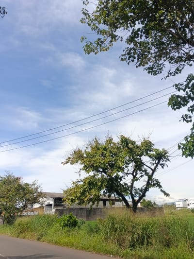 A landscape with lush greenery flanking a paved road. Overgrown grasses and trees, including one with exposed branches, partially obscure a grey wall and buildings in the background. Overhead, power lines stretch across a sky with scattered white clouds. Additional foliage frames the scene from above and the side, contributing to the view of nature encroaching on the built environment.