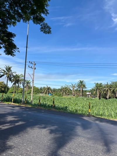 The image depicts a rural scene under a bright blue sky with scattered white clouds, likely taken during daylight hours. A paved road, casting shadows from unseen foliage, dominates the foreground. Along the edge of the road, yellow and black striped posts mark a boundary separating it from a vast field of tall, green crops, presumably corn.

In the mid-ground, a series of utility poles with electrical wires traverse the landscape. To the left, a tall, slender pole stands out against the sky. A dense line of palm trees forms a natural backdrop to the field, interspersed with other green foliage. In the distance, a small, elevated structure, possibly a shelter or building, is visible amidst the trees. A faint blue structure, resembling a small shed or toilet, is also present further back in the scene. The overall environment suggests an agricultural area with power infrastructure, consistent with a location like Bukitrata, Indonesia, known for its natural landscapes and farming communities. No people or animals are visible in the frame.
