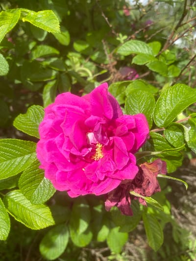This media file is a close-up photograph of a vibrant pink rose in full bloom, situated amidst lush green foliage. The rose's petals are a rich fuchsia, with delicate textures and a bright yellow center. To the right of the blooming rose, there's a withered, dark red rose, showcasing the cycle of life. The surrounding leaves are a deep, glossy green, with distinct veining and serrated edges, indicating a healthy plant. Sunlight appears to be dappling through the leaves, creating highlights and shadows, suggesting it's daytime with fair weather. The overall impression is one of natural beauty and the passage of time as seen in the contrast between the fresh bloom and the wilting flower. The location context provided is Орлов Кп, Russia, which suggests this is an outdoor setting, likely a garden or a natural landscape in that region. There is no visible text in the image.