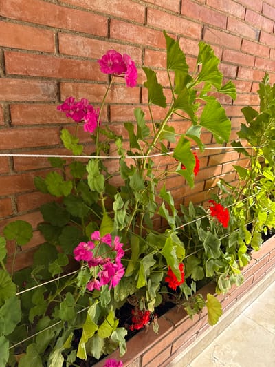 This media file depicts a close-up view of vibrant geranium plants with pink and red flowers, growing against a textured brick wall. The scene is shot from a low angle, looking upwards at the cascading foliage and blossoms. The bricks are a warm, earthy orange-red, laid in a stretcher bond pattern with visible gray mortar. Some of the bricks show signs of weathering, adding to the rustic aesthetic.
The geraniums are in full bloom, with clusters of bright pink flowers dominating the foreground on the left, and smaller clusters of red flowers appearing further back and to the right. The leaves are a lush green, with a characteristic palmate shape and slightly serrated edges. The plants are supported by white ropes, suggesting they are part of a hanging garden or vertical planting system.
In the upper right portion of the image, a section of a lighter-colored, possibly marble or stone wall, is visible, creating a contrast with the brick. The lighting suggests it is daytime, with natural sunlight casting shadows and highlighting the textures of both the brick and the plant life. The overall impression is one of a charming, well-maintained outdoor space, likely a garden or patio. The location context of Sant Feliu De Guíxols, Spain, suggests a Mediterranean setting, which aligns with the vibrant flora and rustic architectural elements. There is no visible text in the image.