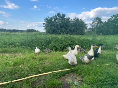 This media file depicts a group of ducklings and adult ducks on a grassy area with a backdrop of trees and a blue sky with white clouds. The ducks are of various colors, including white, grey, and black and white, and appear to be moving around on the grass. A yellow pole is visible in the upper right portion of the image, lying on the grass. The scene suggests a rural or natural setting, possibly a farm or a park. The time of day appears to be daytime, with bright sunlight illuminating the scene. The weather seems fair and pleasant. The reflection of the sky and trees in what appears to be water or a wet surface is visible in the lower portion of the image, indicating a possible body of water nearby or a mirroring effect. No text is visible in the image. The location context provided is Vyshevychi, Ukraine.