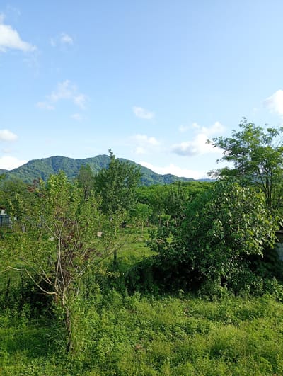 This is a landscape photograph taken in Lanchkhuti, Georgia. The scene depicts a rural environment with lush green vegetation in the foreground and middle ground, leading to a verdant, tree-covered mountain range in the background. The sky is a clear blue with scattered white clouds. Several trees of varying sizes and densities are prominent, with some featuring sparse branches and others dense foliage. The ground is covered with thick grass and smaller plants. A section of a stone wall is visible on the right edge of the frame. The overall impression is one of natural beauty and tranquility.