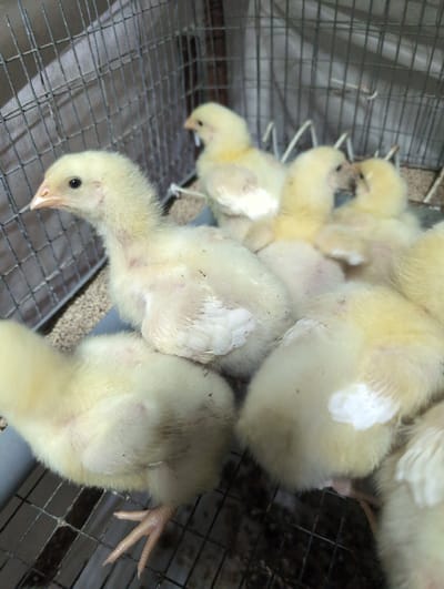 A close-up, eye-level shot shows a group of fluffy yellow chicks in a wire cage. The chicks are huddled together, with some in focus and others blurred. One chick in the foreground is looking to the left, its beak pointed slightly downward. The cage appears to be made of metal wire and contains what looks like bedding material. The background is out of focus, but suggests an indoor environment with possibly a white cloth or tarp behind the cage. The overall impression is one of a domestic scene, likely a farm or poultry setting. The specific location in the city of Вышки, Russia is not evident from the image.
