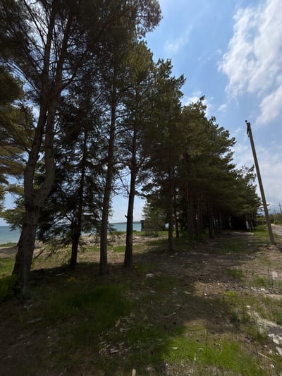 The image captures a view of trees lining a path near the coast. The trees are tall and slender, with dense foliage that casts shadows on the ground. The ground is covered with a mix of dirt, grass, and scattered debris. In the background, a body of water is visible, beyond which the sky is a bright blue with scattered white clouds. A utility pole stands to the right of the frame. The overall impression is one of a natural, somewhat undeveloped landscape.