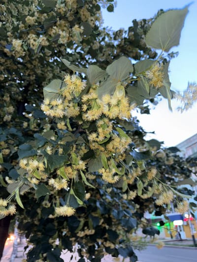 This image captures a close-up view of flowering linden tree branches against a bright, overcast sky. The linden blossoms are small and clustered, appearing yellowish-white with delicate, thread-like petals. Dark green, heart-shaped leaves are interspersed throughout the branches. The perspective is looking upwards, suggesting the viewer is beneath the tree. In the background, out of focus, are hints of an urban environment, including what appears to be a building with some lights and possibly signage, suggesting this is an outdoor setting in a town or city. The overall lighting indicates it is daytime, likely overcast due to the diffused brightness of the sky. The image does not contain any discernible text. The scene evokes a sense of nature's bloom within a developed area.