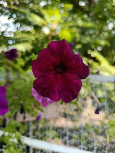 A close-up, outdoor, eye-level shot captures a deep magenta petunia bloom in sharp focus against a blurred background of green foliage, bokeh lights, and a white fence. The flower's delicate veins are clearly visible. In the background, several other out-of-focus purple flowers and green leaves suggest a garden or hanging basket setting. The image provides no information that would allow for its location to be determined within the city of Қарасу, Kazakhstan.