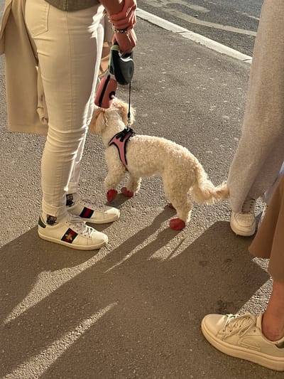 The image depicts an outdoor scene featuring at least two individuals walking a small, white, curly-haired dog on an asphalt surface in Niš, Serbia. Bright sunlight casts long, diagonal shadows across the ground, suggesting either early morning or late afternoon.
One person, positioned in the lower left portion of the frame, wears light-colored jeans and white sneakers. These sneakers are notably adorned with a green and red stripe and a gold-embroidered bee motif, identifying them as Gucci Ace sneakers. This individual holds a black retractable dog leash with a light green accent, from which a small pink mesh pouch hangs.
Another person, partially visible in the upper right, wears grey sweatpants and white sneakers that appear to be a different brand, possibly resembling Nike Air Force 1s. A third person's feet and lower legs, also wearing white sneakers, are visible in the top left.
The dog, a small breed with fluffy white fur (likely a poodle or similar), is equipped with a pink harness and distinctive bright red coverings or boots on all four paws. It stands between the people's legs, facing towards the right side of the frame. The ground is a dark grey, textured asphalt, with faint white lines that suggest it is a sidewalk or a quiet street. The overall scene conveys a casual and sunny stroll. No explicit text is readable, but the distinctive bee and stripe pattern on one pair of sneakers indicates the Gucci brand.