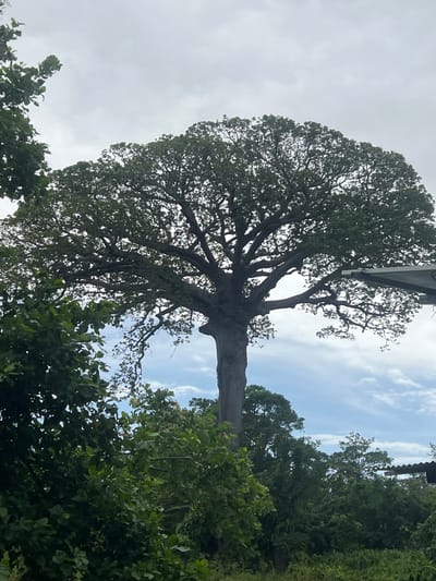 A colossal tree dominates the frame, its thick, grey trunk stretching upwards, supporting a vast canopy of lush green leaves. The branches are widely spread, creating a dense, rounded crown. Surrounding the massive tree, the foreground is filled with verdant foliage, with smaller trees and bushes creating a lush, natural environment. In the upper right corner of the image, a sliver of a man-made structure with a corrugated roof is visible, hinting at human presence near this natural wonder. The sky above is a mix of light grey clouds and patches of blue, with some wispy white clouds scattered throughout. The image captures a serene and majestic natural scene. This tree is located in Altagracia, Nicaragua.