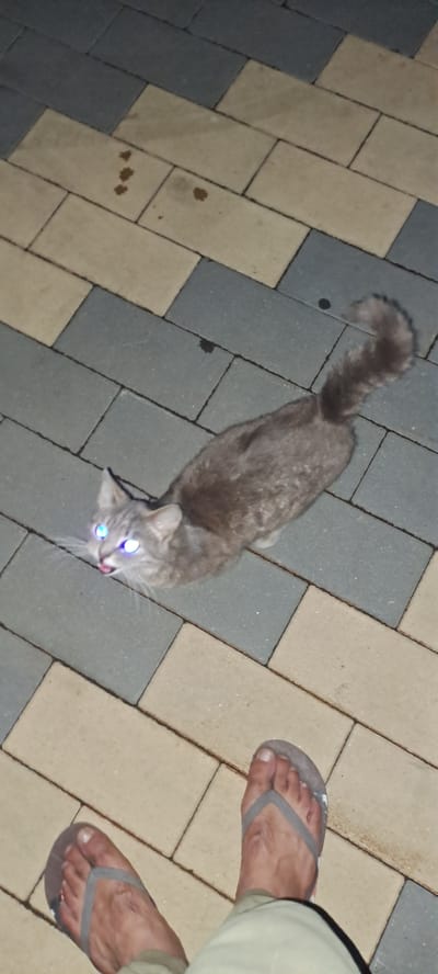 A grey cat with glowing blue eyes stands on a paved walkway composed of rectangular light beige and dark grey stones arranged in a diagonal pattern. The cat's tail is raised and fluffy, and its tongue is slightly extended. To the right of the cat, two feet wearing grey flip-flops are visible. The person's legs are clad in light green pants. The ground is illuminated by what appears to be artificial light, causing the cat's eyes to reflect brightly. There are a few dark spots on the pavers, possibly from dirt or liquid. The scene is likely outdoors, given the paved walkway and casual footwear. There is no visible text in the image. The time of day is unclear due to the artificial lighting, but the overall atmosphere suggests an evening or night setting. The image was taken in Металлург Снт, Russia.