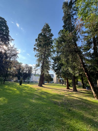The image depicts a park scene with tall trees casting long shadows across a manicured lawn. The trees appear to be coniferous, with dense foliage. Sunlight streams through the branches, creating a dappled effect on the grass. In the background, there are buildings, suggesting an urban or suburban setting within Bonn, Germany. The sky is a clear blue with a few wispy clouds, indicating fair weather and likely late afternoon or early evening due to the low angle of the sun and long shadows. The overall mood is peaceful and serene. There are no visible people or specific objects of note, besides the trees and buildings, and no text is present in the image.