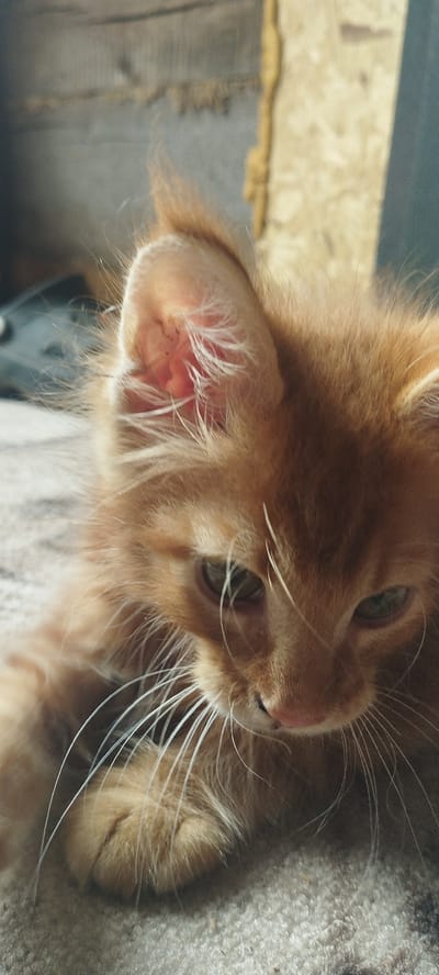 A close-up, slightly blurry, vertical shot shows the head and upper body of a ginger kitten lying on a textured, light-colored surface, possibly a carpet or blanket. The kitten's fur is fluffy and appears to be a light orange or marmalade color. Its left ear, partially visible, has white fur tufts and some dark specks inside. The kitten's eyes are green, with one eye more visible than the other, and it is looking downwards. Long, white whiskers fan out from its muzzle. The background is out of focus, showing a textured wooden surface and a dark vertical element, suggesting an indoor, possibly rustic, environment. There are no people visible. The location is unspecified and cannot be determined from the image.