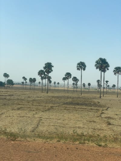 A field of dry grass spans the foreground. A dirt path runs along the field's edge. The sky is clear blue. Rows of tall, thin palm trees dot the landscape, receding into the distance. The trees cast faint shadows on the ground.