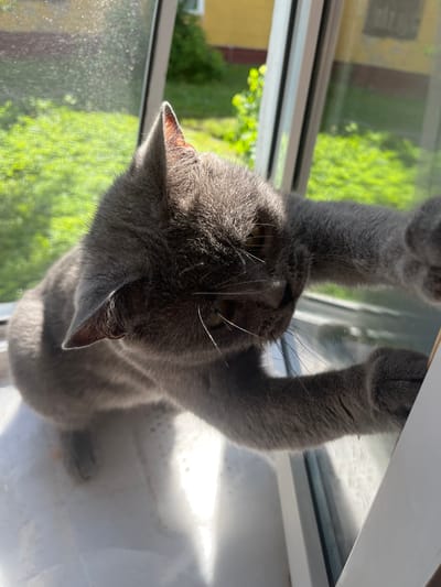 A grey cat is captured from a low angle, reaching upwards with its front paws. The cat is positioned in front of a window, with its head tilted downwards and its gaze directed towards the viewer. Sunlight streams in from the side, casting highlights on the cat's fur and creating bright reflections on the windowpane.
The background outside the window shows lush green foliage, suggesting an outdoor setting with trees or bushes. There is a hint of a building in the distance, with yellow and brown tones. The overall lighting indicates it is daytime, likely sunny. The cat's pose and the upward reach of its paws suggest playfulness or curiosity, as if it is interacting with something beyond the frame or trying to get attention. The water droplets or condensation on the window add a textural element to the scene. The image is taken vertically, emphasizing the cat's elongated form as it stretches.