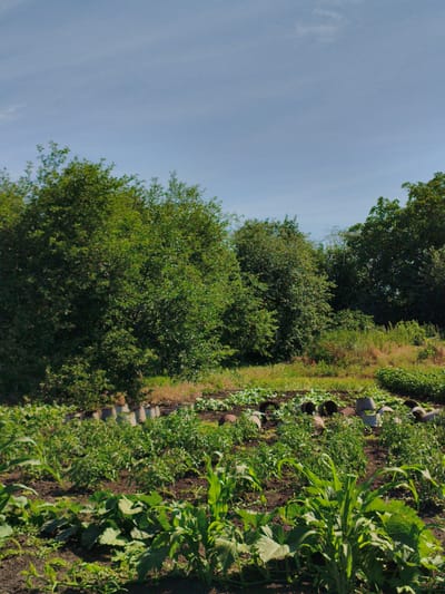 This image depicts a garden scene in the village of Psilske, Ukraine. The foreground is filled with lush green vegetation, including what appears to be rows of crops like corn and squash. In the mid-ground, there are more garden beds with various plants, and a line of what looks like industrial pipes or concrete rings arranged along the edge. Beyond the garden, a dense line of trees forms a backdrop, their leaves a vibrant green against a clear blue sky. The overall impression is one of a cultivated, rural environment under a bright, sunny day.
